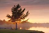 Tree By The River_16264